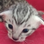 Mau silver Male  DOB 11-3-22