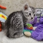 Mau silver Male  DOB 11-3-22