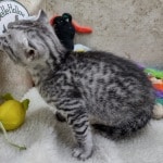 Mau silver Male  DOB 11-3-22