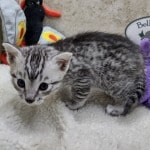Mau silver Male  DOB 11-3-22