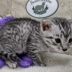 Mau silver Male  DOB 11-3-22