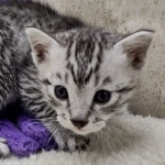Mau silver Male  DOB 11-3-22