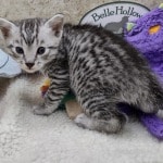 Mau silver Male  DOB 11-3-22