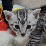 Mau silver Male  DOB 11-3-22