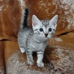 Mau silver Male  DOB 11-3-22