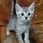 Mau silver Male  DOB 11-3-22