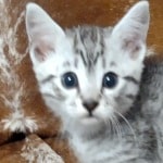 Mau silver Male  DOB 11-3-22