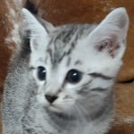 Mau silver Male  DOB 11-3-22