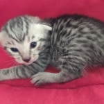 Mau silver Male  DOB 11-3-22