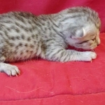 Mau silver Male  DOB 11-3-22