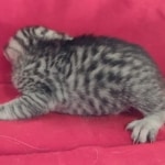 Mau silver Male  DOB 11-3-22