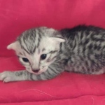 Mau silver Male  DOB 11-3-22