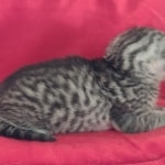 Mau silver Male  DOB 11-3-22