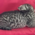 Mau silver Male  DOB 11-3-22