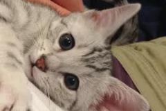 Pancho Mau Silver Male #1 DOB 12-19-14