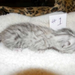 Egyptian Mau, Silver Male, Pancho