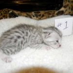 Egyptian Mau, Silver Male, Pancho