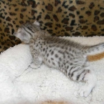 Egyptian Mau, Silver Male, Pancho
