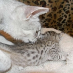 Egyptian Mau, Silver Male, Pancho