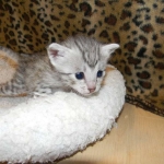 Egyptian Mau, Silver Male, Pancho