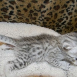 Egyptian Mau, Silver Male, Pancho