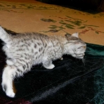 Egyptian Mau, Silver Male, Pancho