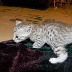 Egyptian Mau, Silver Male, Pancho