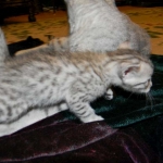 Egyptian Mau, Silver Male, Pancho