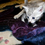 Egyptian Mau, Silver Male, Pancho