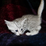 Egyptian Mau, Silver Male, Pancho