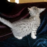Egyptian Mau, Silver Male, Pancho