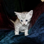 Egyptian Mau, Silver Male, Pancho