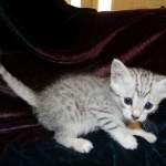 Egyptian Mau, Silver Male, Pancho