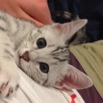 Pancho, Silver Egyptian Mau, Male 1.jpg