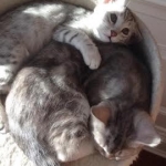 Pancho, Silver Egyptian Mau, Male.jpg