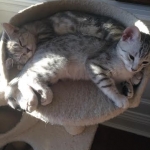 Pancho and best  friend, Silver Egyptian Mau, Male 2.jpg