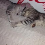 Pancho and best  friend, Silver Egyptian Mau, Male.jpg