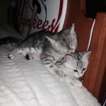 Pancho and friend, Silver Egyptian Mau, Male.jpg