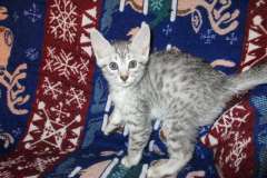 Blizzard Mau Silver Male #1 DOB 8-6-16