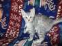 Blizzard Mau Silver Male #1 DOB 8-6-16