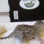 Egyptian Mau, Silver, Male, DOB 8-6-16