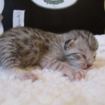 Egyptian Mau, Silver, Male, DOB 8-6-16