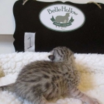 Egyptian Mau, Silver, Male, DOB 8-6-16