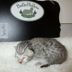 Egyptian Mau, Silver, Male, DOB 8-6-16