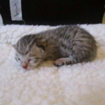 Egyptian Mau, Silver, Male, DOB 8-6-16