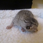 Egyptian Mau, Silver, Male, DOB 8-6-16