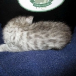 Egyptian Mau, Silver, Male, DOB 8-6-16