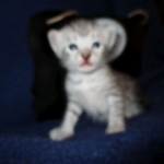 Egyptian Mau, Silver, Male, DOB 8-6-16