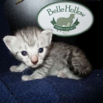 Egyptian Mau, Silver, Male, DOB 8-6-16