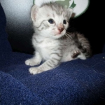 Egyptian Mau, Silver, Male, DOB 8-6-16